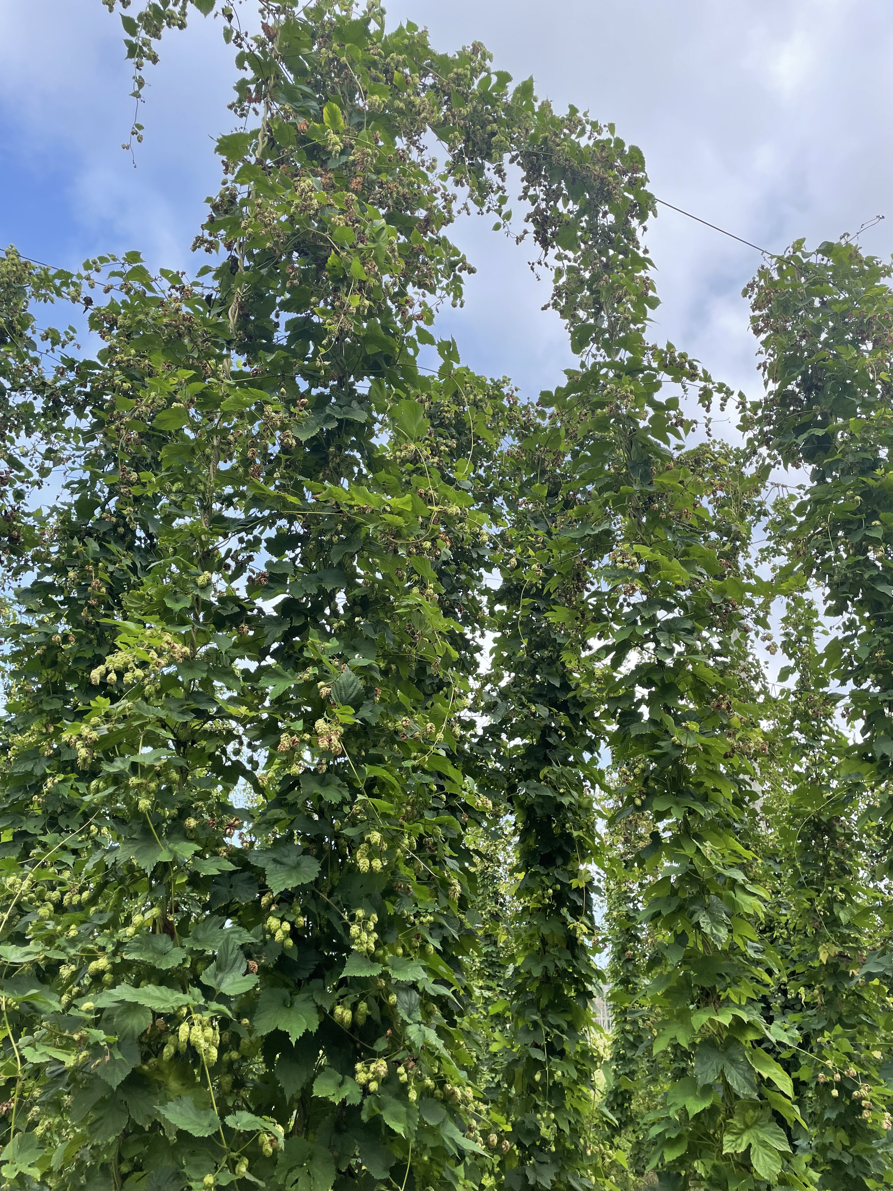 Hops blown down the wire.